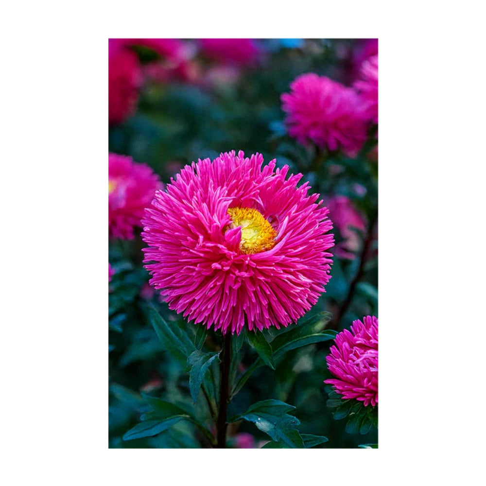 Shido Seed Aster Flower Seeds Packet