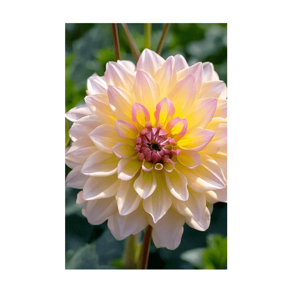 Shido Seed Dahlia Flower Seeds Packet
