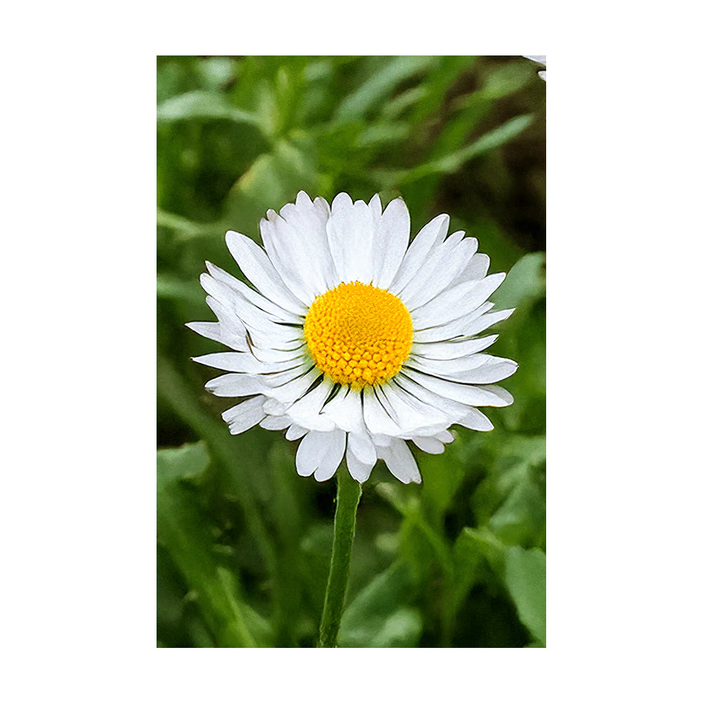 Shido Seed Daisy White Flower Seeds Packet