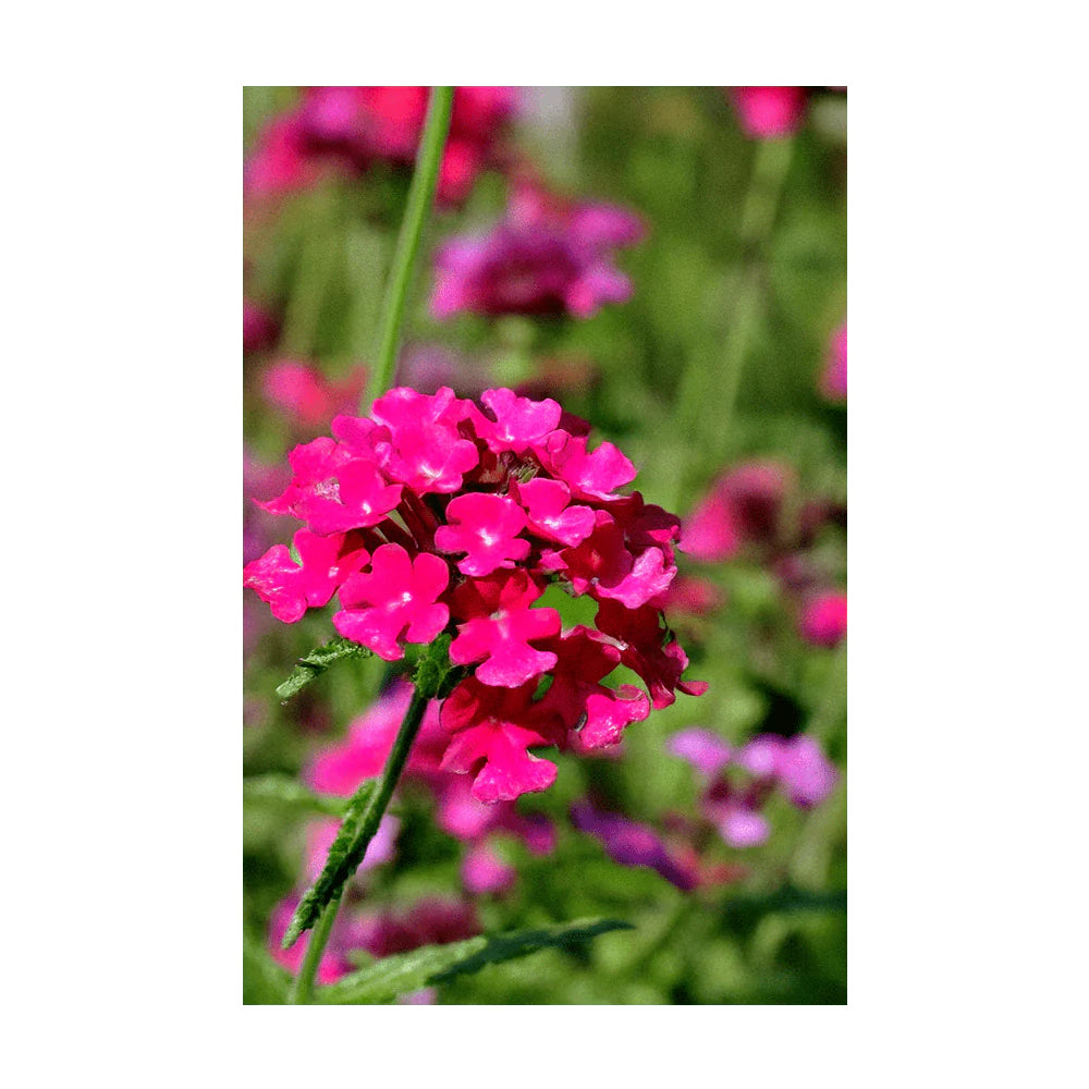 Shido Seed Verbena Flower Seeds Packet