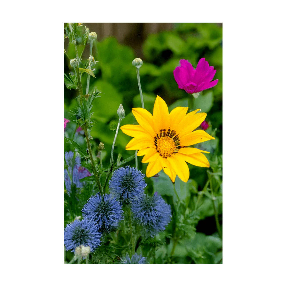 Shido Seed Wildflowers Flower Seeds Packet