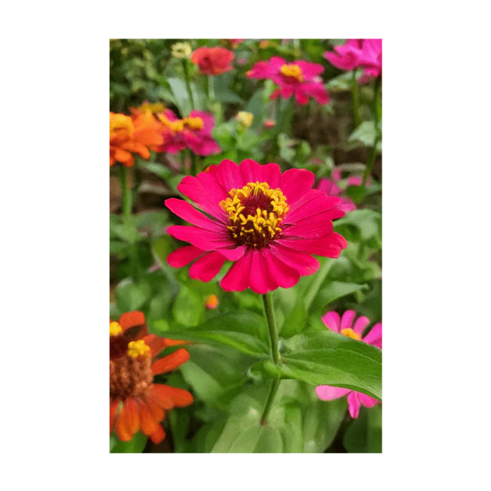 Shido Seed Zinnia Flower Seeds Packet