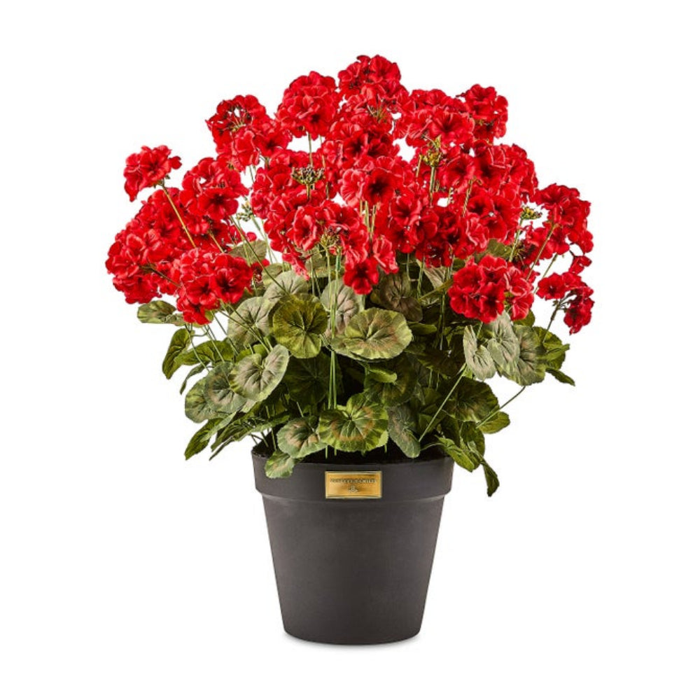 Potted plant with red flowers and green leaves on a white background