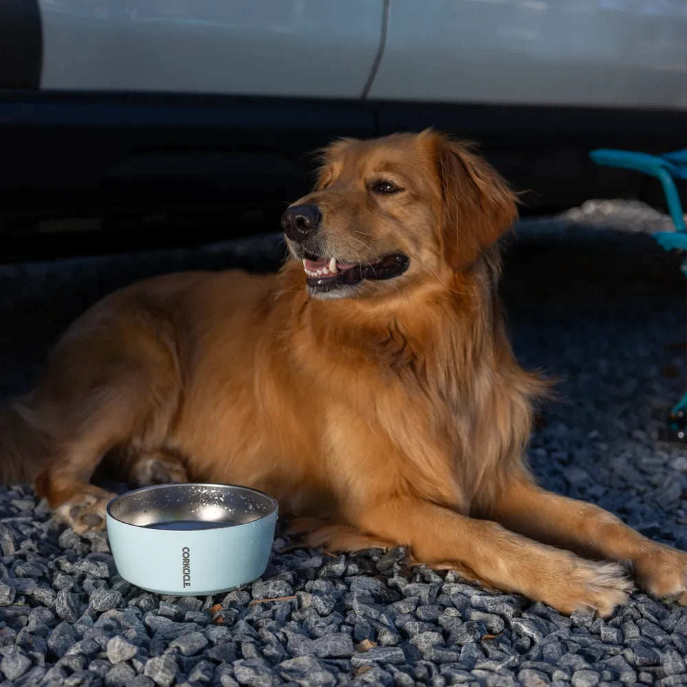 A gloss white, double-walled stainless steel dog bowl with a non-slip bottom next to a dog under a white car on a gravel driveway.