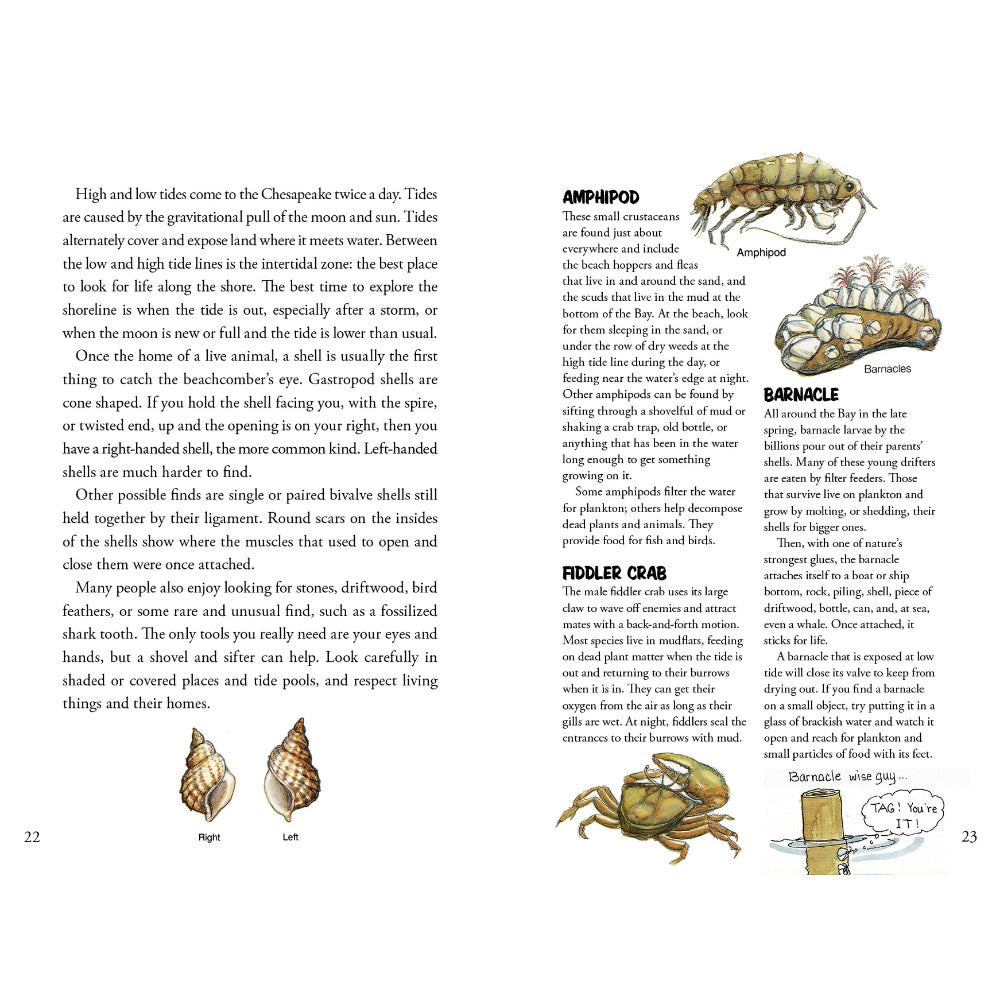 Awesome Chesapeake: A Kid's Guide To the Bay