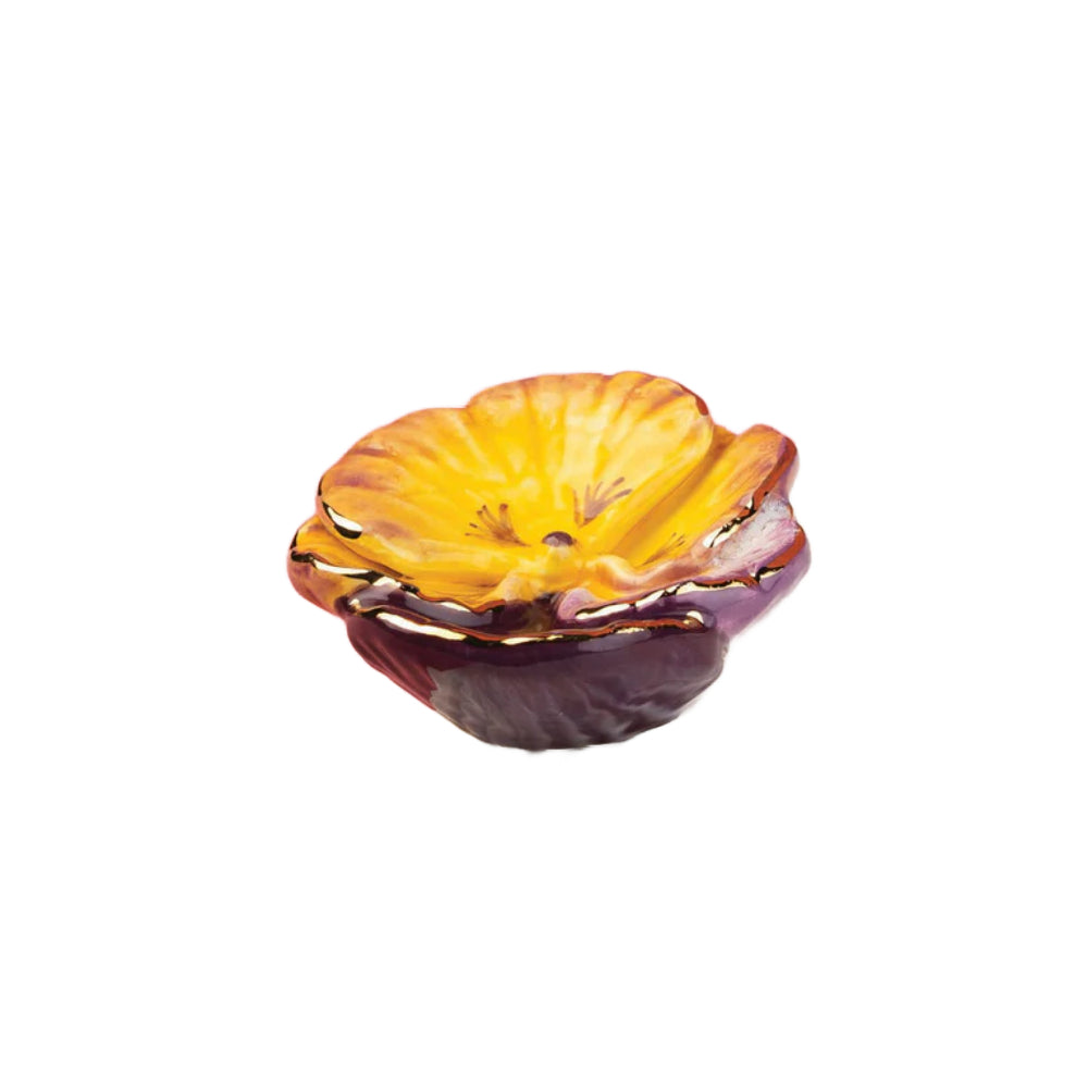 Yellow and purple Pansy Pop mini on a white background.