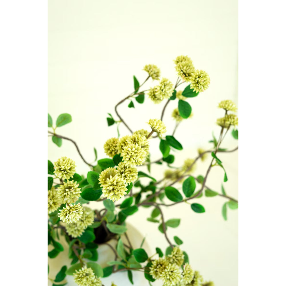 Kalalou Botanica #3474