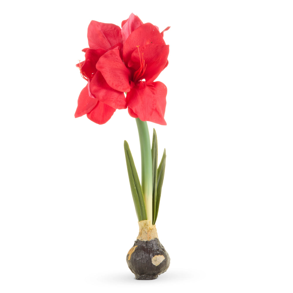 Red flower on a white background
