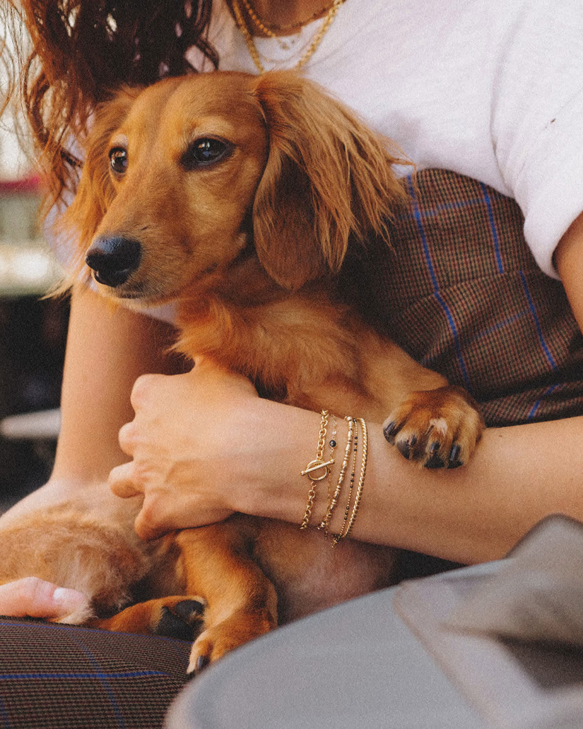 A golden-brown dachshund sits on a person's lap, wearing a white t-shirt, brown plaid skirt, and gold bracelets. The person is holding the dog close in a warm, cozy setting.