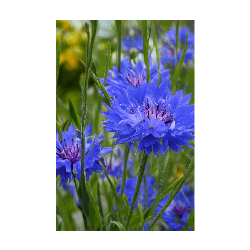 Shido Seed Blue Cornflower Flower Seeds Packet