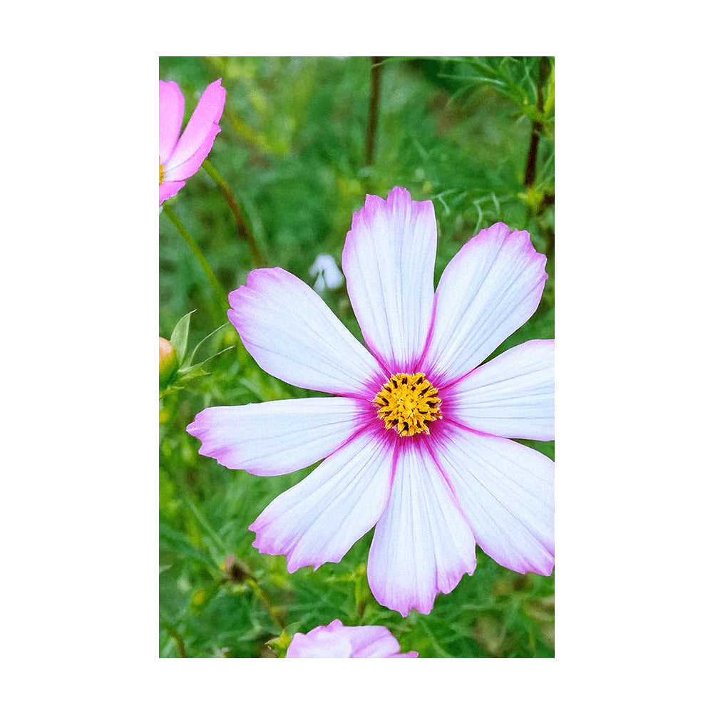 Shido Seed Cosmos Flower Seeds Packet