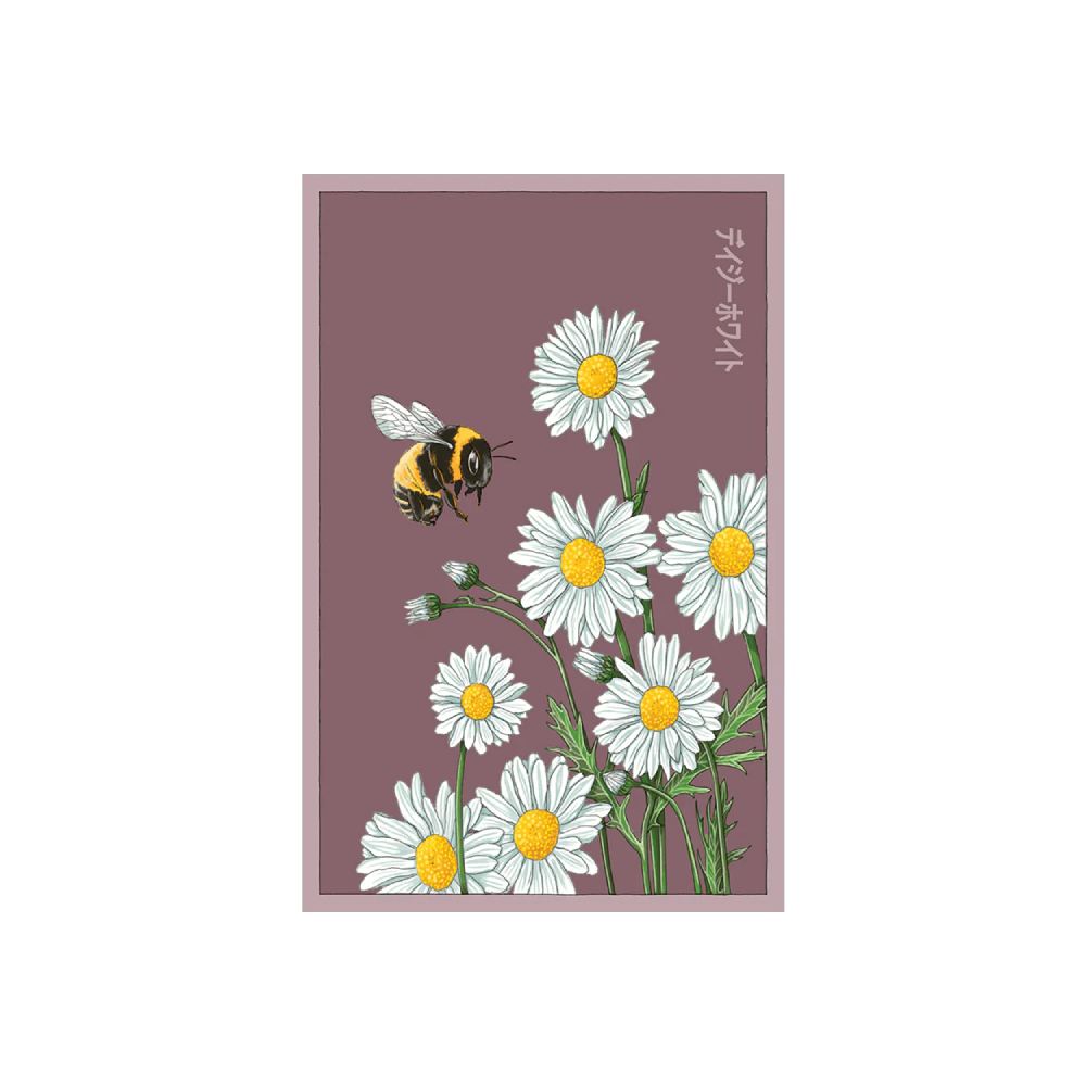 Shido Seed Daisy White Flower Seeds Packet