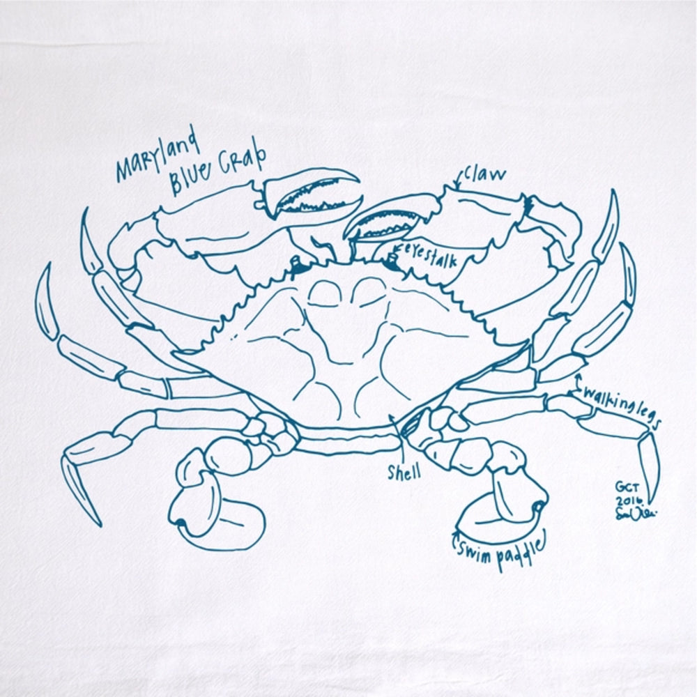 Blue line drawing of a Maryland Blue Crab on a white background