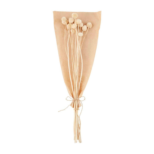 Mud Pie Cream Billy Button Bundle