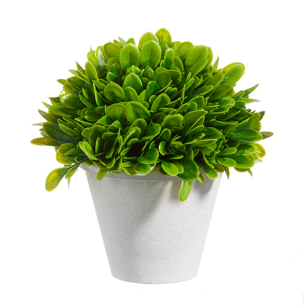 Potted Boxwood - 7"